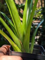 Aechmea kertesziae [unrooted offset]