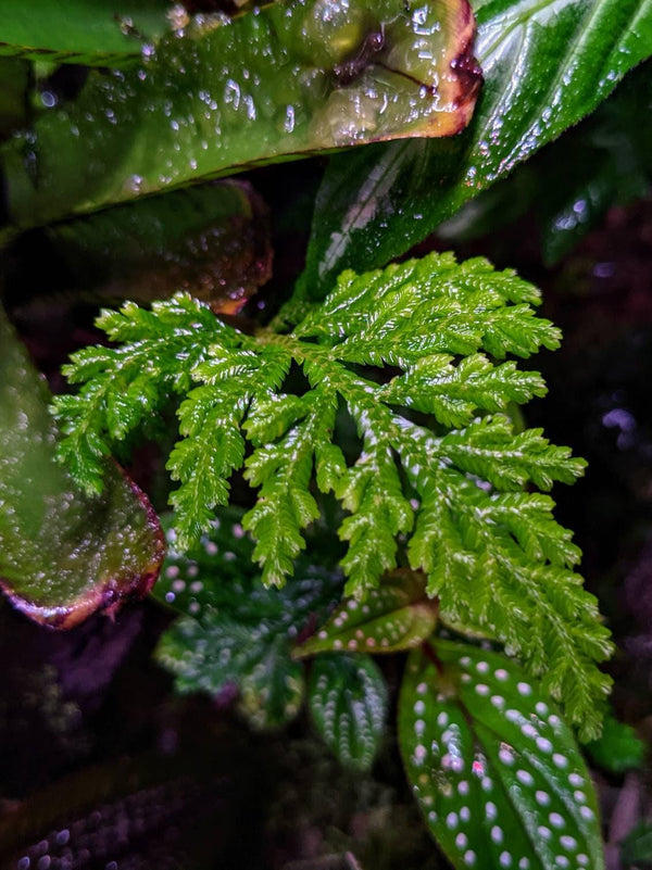 Selaginella hoffmannii [cutting] rare terrarium plant