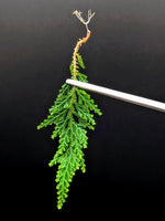 Selaginella hoffmannii [cutting] rare terrarium plant