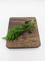 Selaginella hoffmannii [cutting] rare terrarium plant