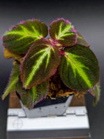 Sonerila sp. Fluo [non-exact plant]