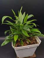 Philodendron cv. super-mini [cutting]