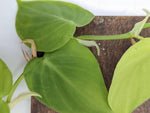 Philodendron sp. Peru shingler [cutting]
