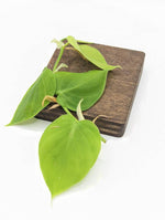 Philodendron sp. Peru shingler [cutting]