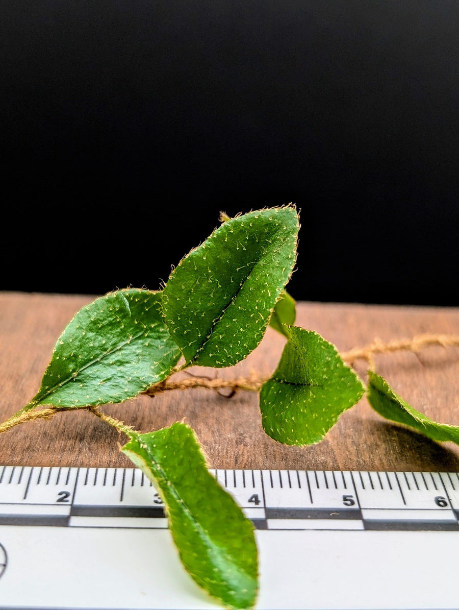 May include: A close-up of a small green plant with several leaves. The plant is lying on a brown wooden surface with a white ruler marked with numbers 1 through 6. The ruler is partially visible in the bottom of the image.