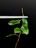 Microgramma species 1 [cutting]
