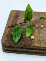 Microgramma species 1 [cutting]