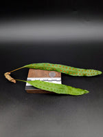 Lecanopteris sinuosa [cutting]