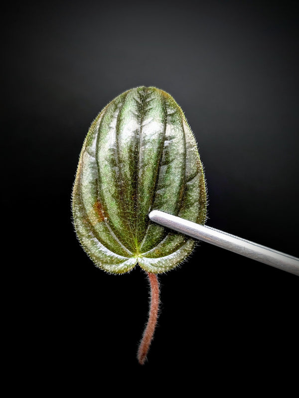 Peperomia 'fuzzy mystery' [cutting]