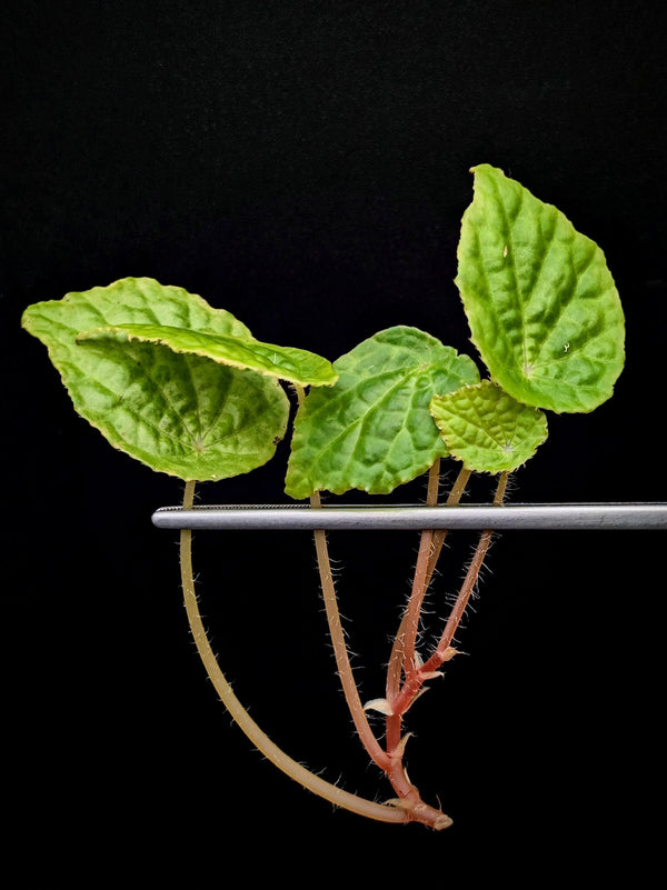 Begonia 'buttercup' (microsperma x prismatocarpa)[cutting]