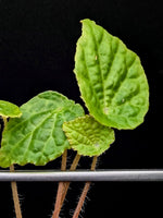 Begonia 'buttercup' (microsperma x prismatocarpa)[cutting]