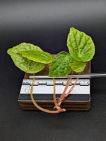 Begonia 'buttercup' (microsperma x prismatocarpa)[cutting]