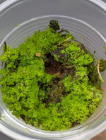 cf. Antrophyum [Moss type growth]