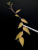 Solanum evolvulifolium [cutting]