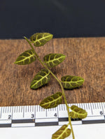 Solanum sp. Ecuador [cutting]