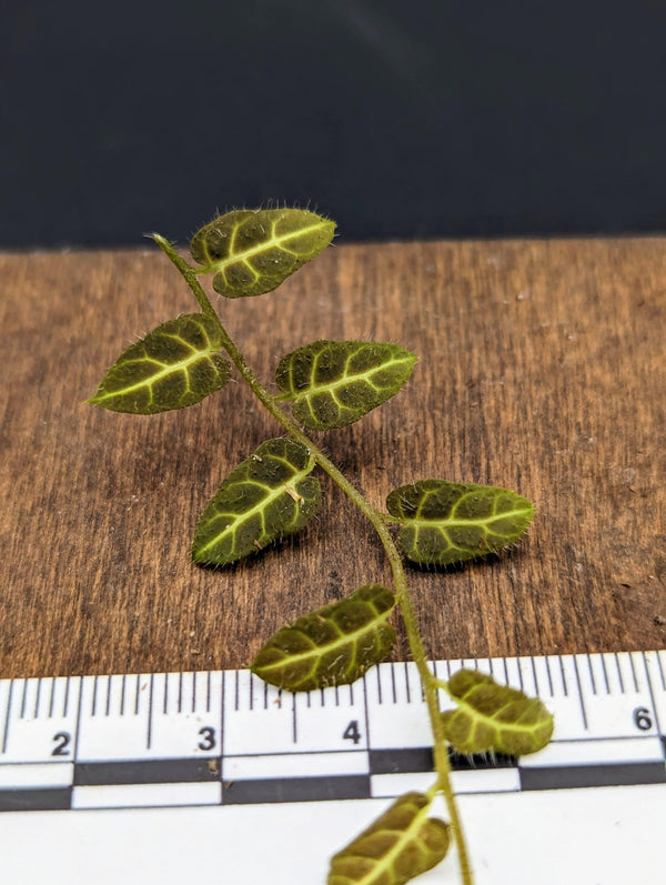 Solanum sp. Ecuador [cutting]