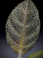 Cosmianthemum sp. kalimantan [non-exact] Acanthaceae