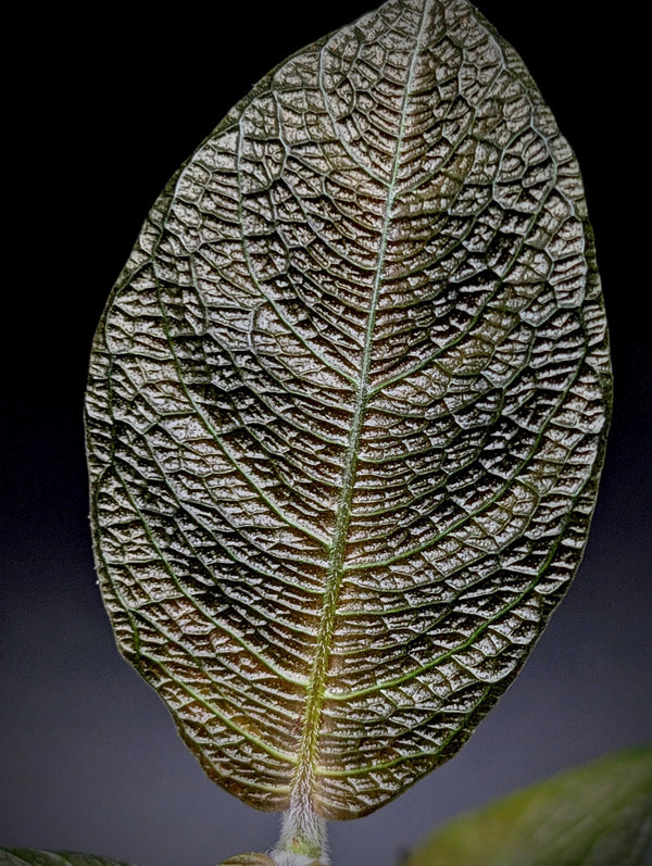 Cosmianthemum sp. kalimantan [non-exact] Acanthaceae