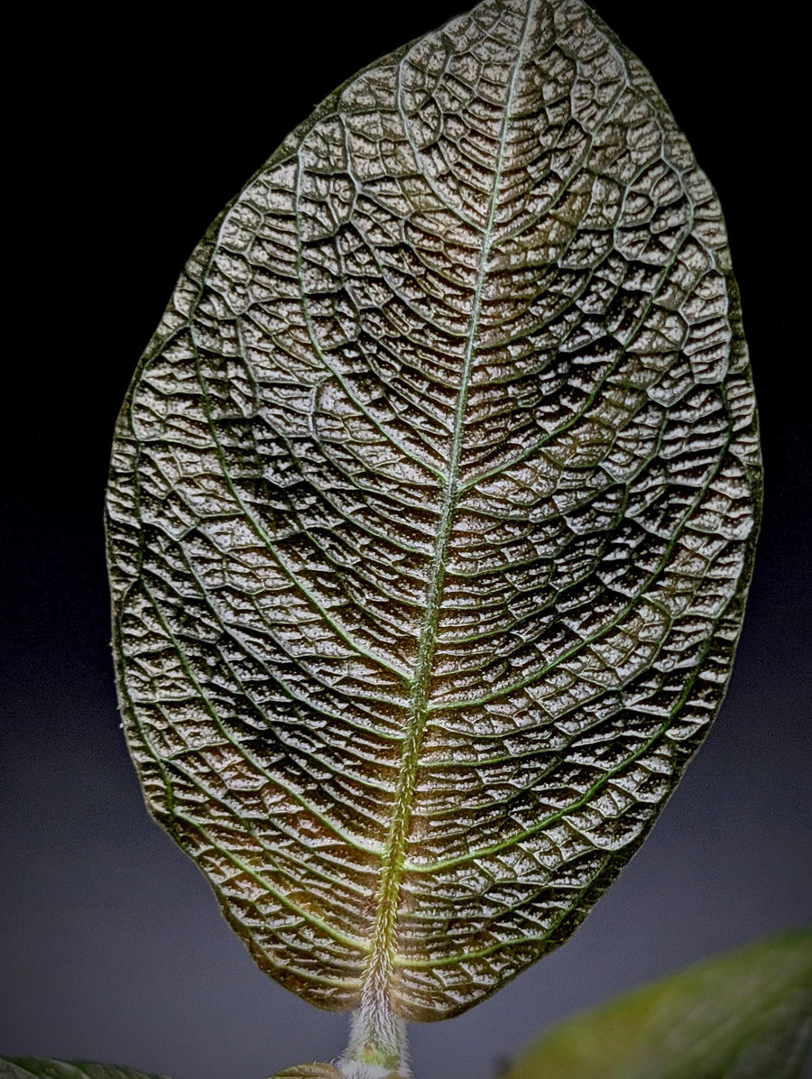 Cosmianthemum sp. kalimantan [non-exact] Acanthaceae