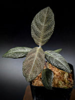 Cosmianthemum sp. kalimantan [non-exact] Acanthaceae