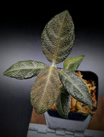 Cosmianthemum sp. kalimantan [non-exact] Acanthaceae