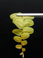 Marcgravia umbellata type 2 [10-leaf cutting]