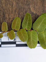 Marcgravia umbellata type 2 [10-leaf cutting]