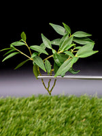 Peperomia trinervula cv. mini [cutting]