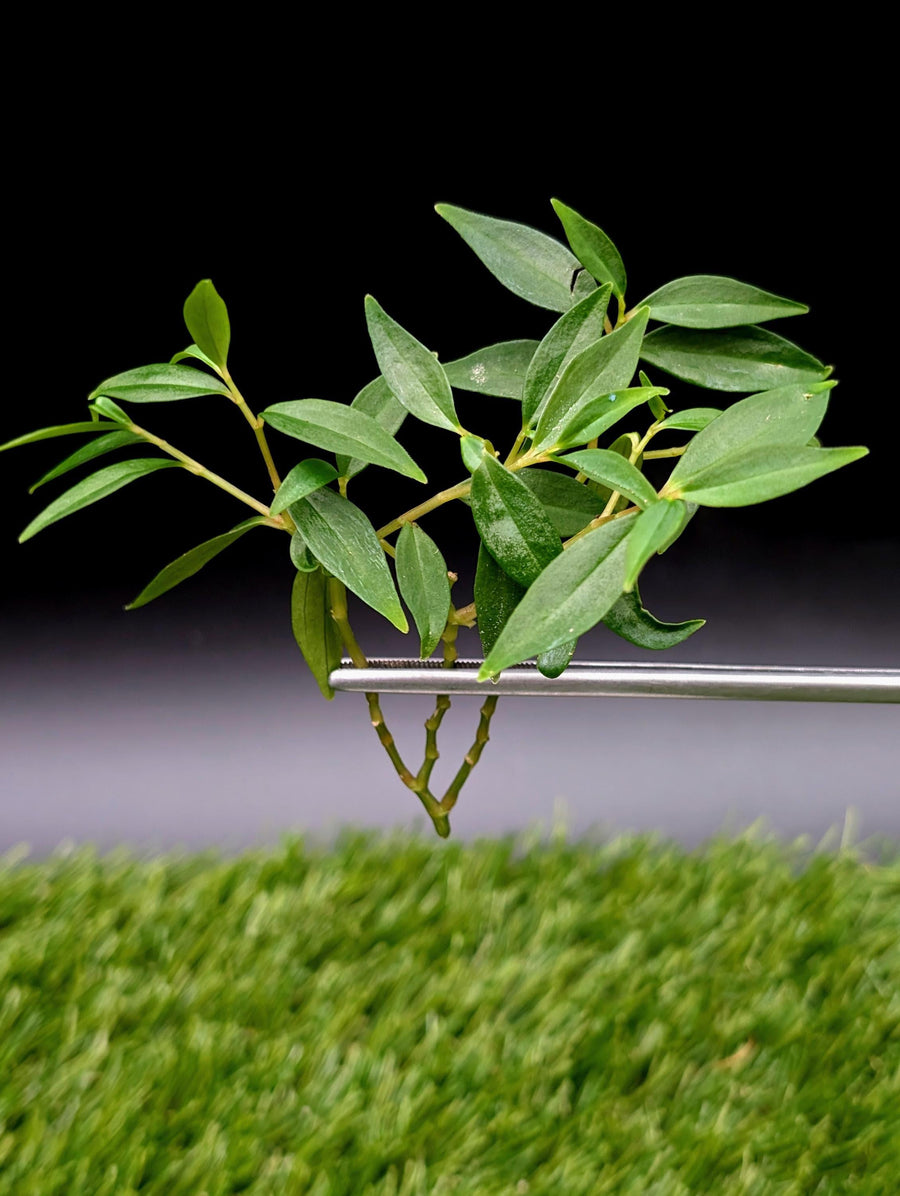 Peperomia trinervula cv. mini [cutting]