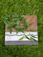 Peperomia trinervula cv. mini [cutting]