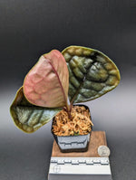 Ardisia sp. black [non-exact]