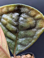 Ardisia sp. black [non-exact]