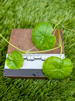 Hydrocotyl sp napo [cutting]