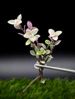 Callistia repens cv. 'pink panther' [cutting]