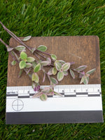 Callistia repens cv. 'pink panther' [cutting]