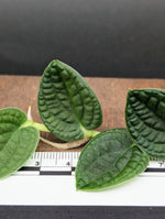 Rhaphidophora sp. bullate [cutting]