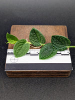 Rhaphidophora sp. bullate [cutting]