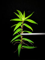 Freycinetia sp. papua [cutting]