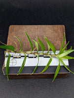 Freycinetia sp. papua [cutting]