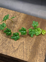 Ficus thunbergii [cutting] (syn: quercifolia, string of frogs)