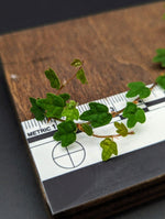 Ficus thunbergii [cutting] (syn: quercifolia, string of frogs)