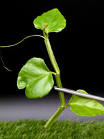 Cissus quadrangularis [cutting]