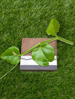 Cissus quadrangularis [cutting]