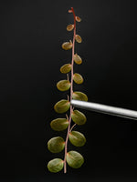 Marcgravia sp. Azrael [15+ leaf cutting]