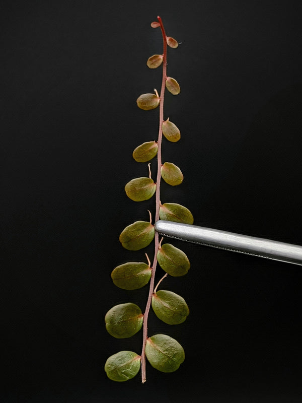 Marcgravia sp. Azrael [15+ leaf cutting]