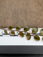 Marcgravia sp. Azrael [15+ leaf cutting]
