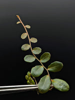 Marcgravia sp. Azrael [15+ leaf cutting]
