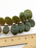 Marcgravia sp. Azrael [15+ leaf cutting]