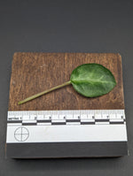 SINGLE LEAF Deinostigma tamiana (formerly Chirita tamiana) [cutting]