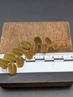 Marcgravia sp. coriacae melon [12 leaf cutting]